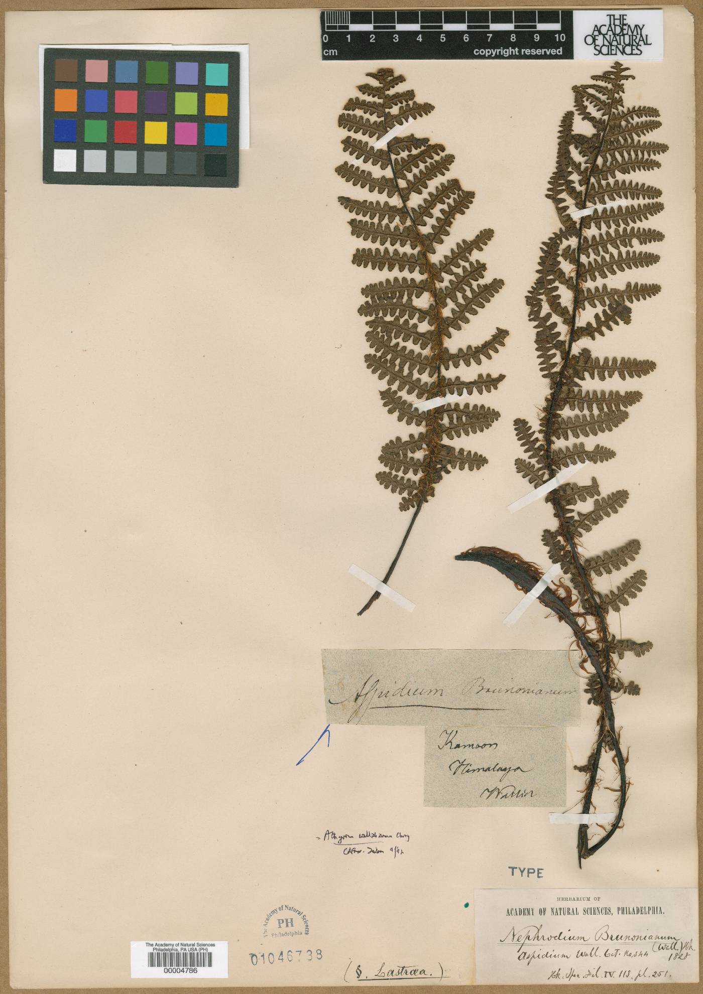 Athyrium wallichianum image