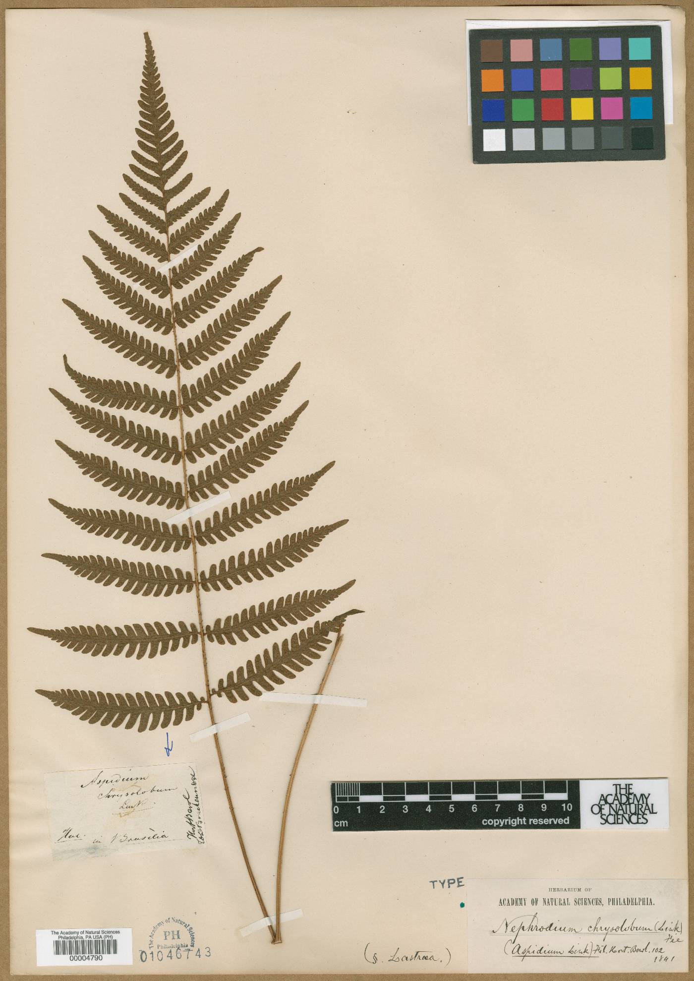 Ctenitis falciculata image