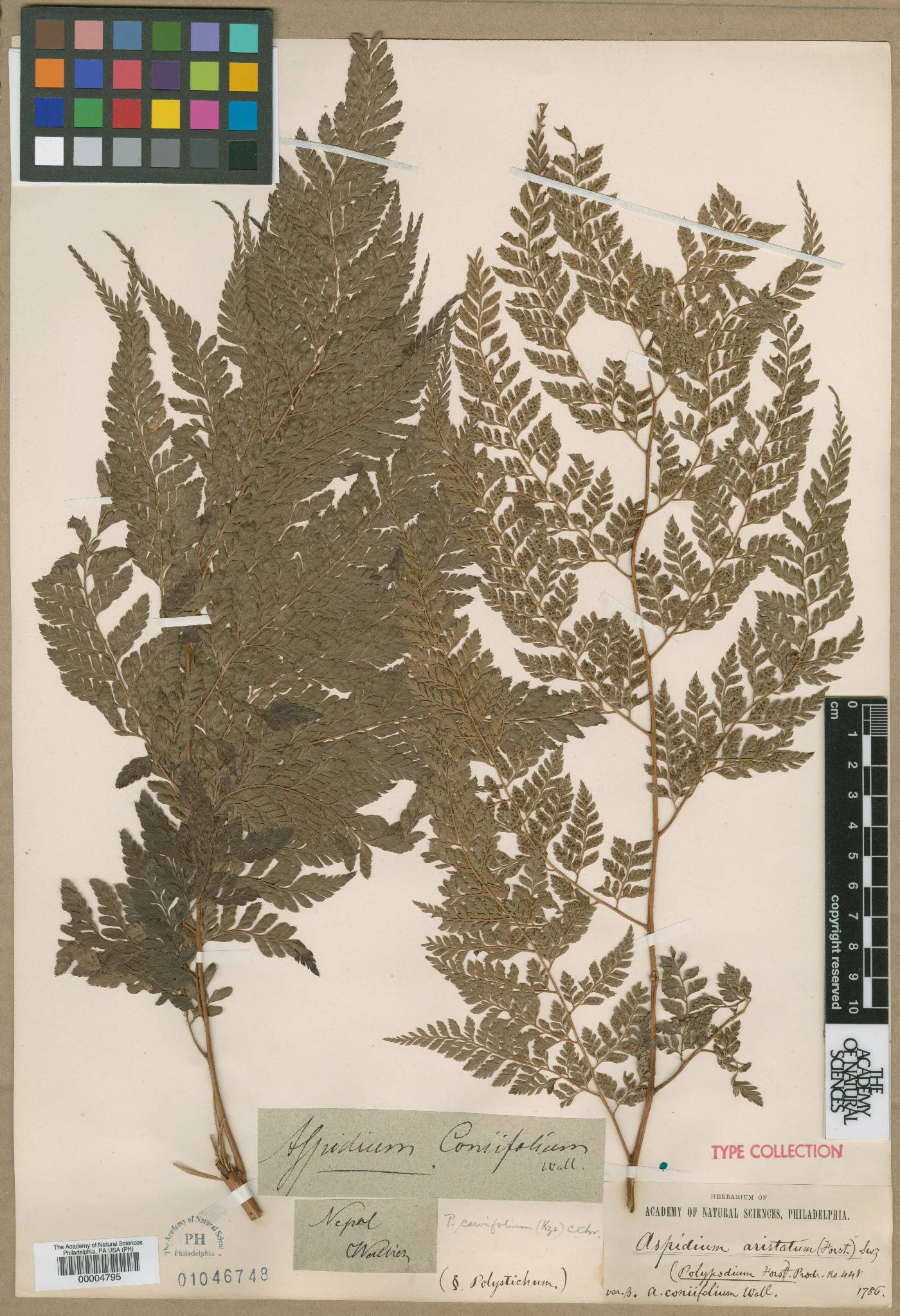 Aspidium coniifolium image