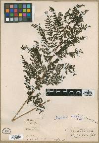 Image of Aspidium dissectum