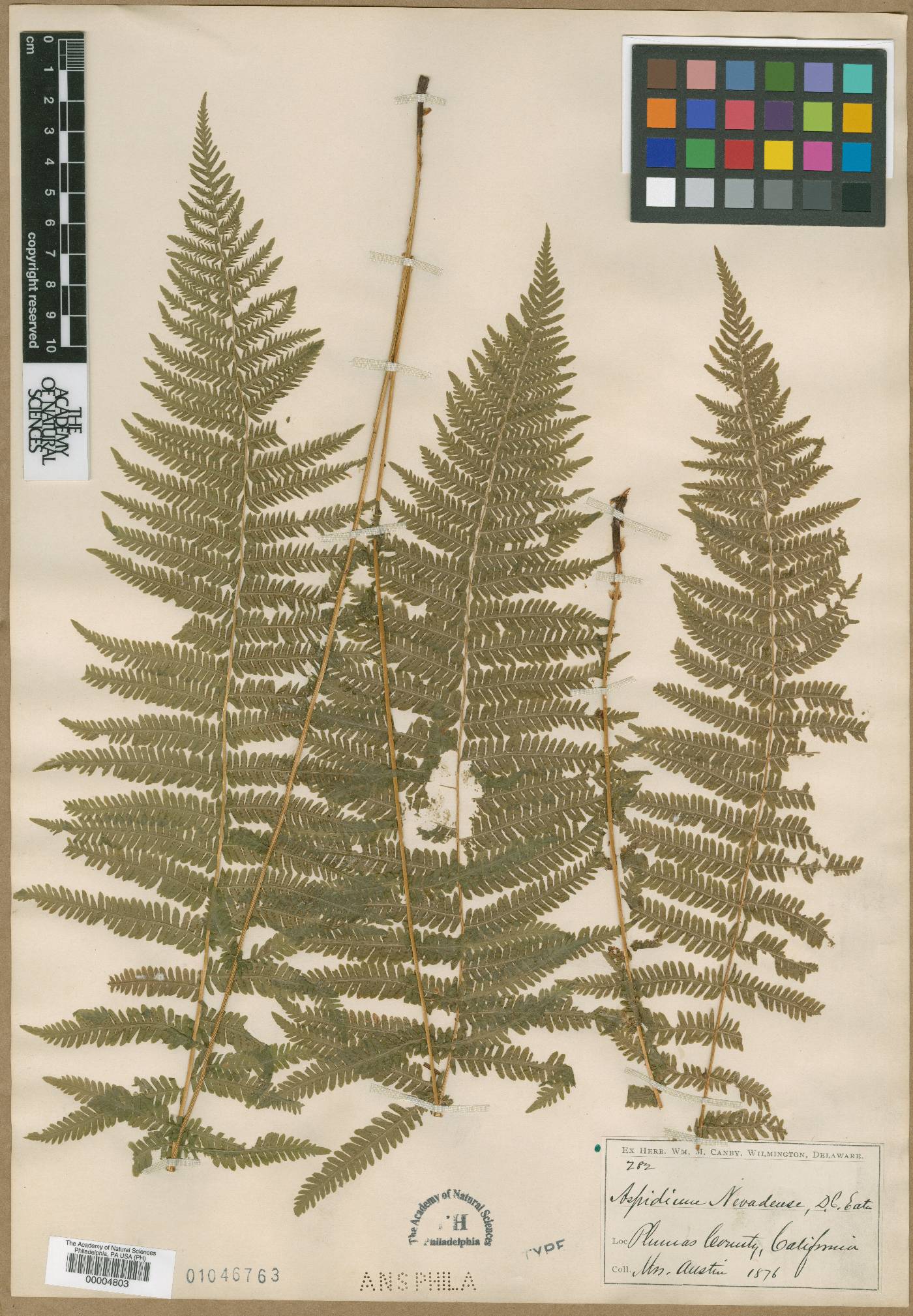 Aspidium nevadense image