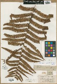 Dryopteris wallichiana image