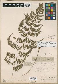 Polystichum squarrosum image