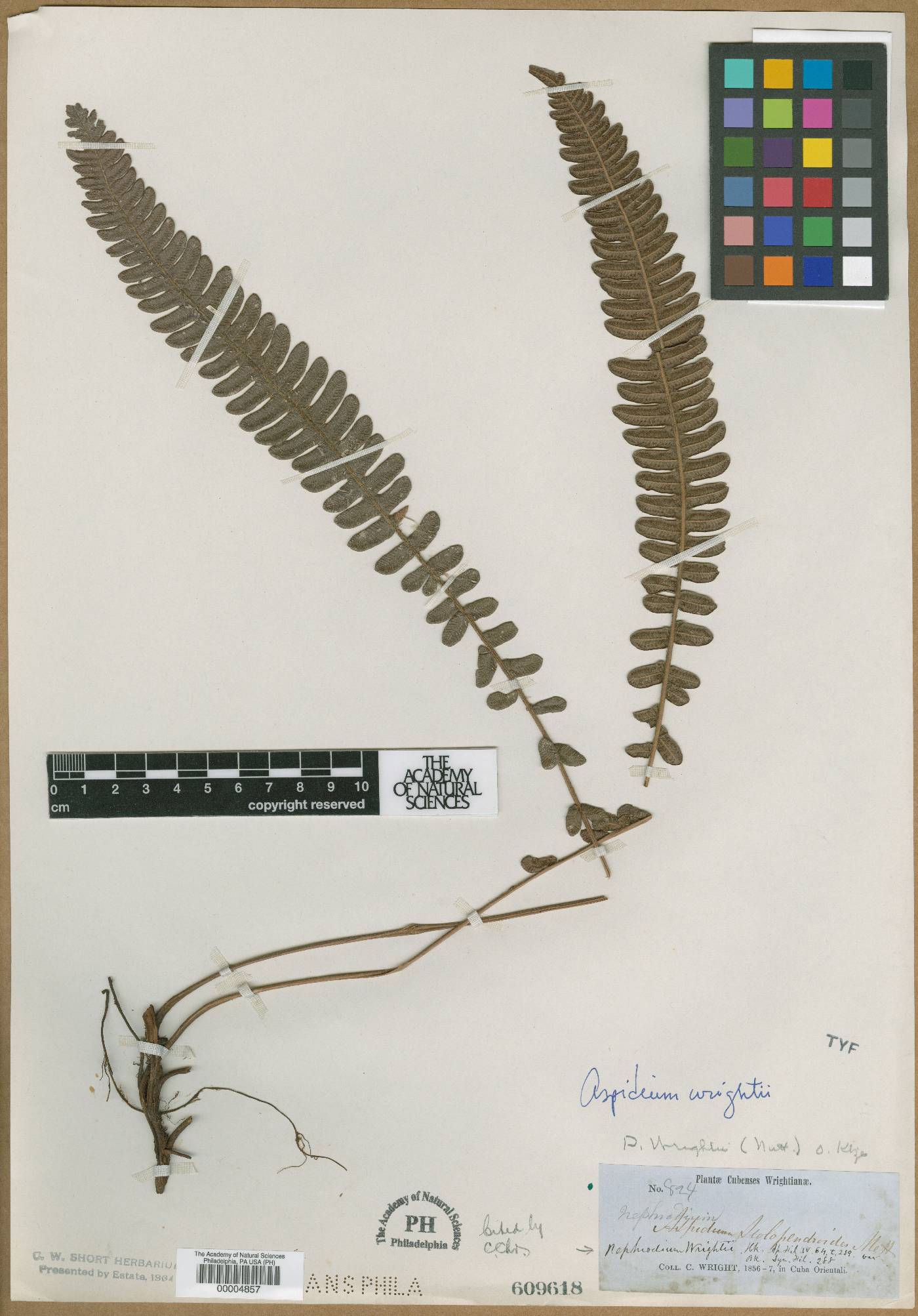 Steiropteris wrightii image