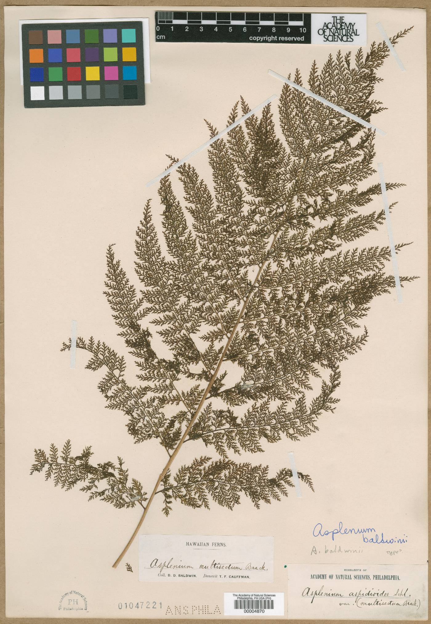 Asplenium multisectum image