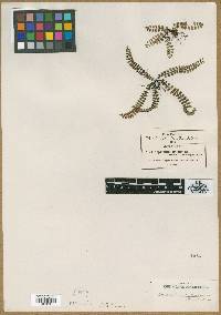 Asplenium fibrillosum image