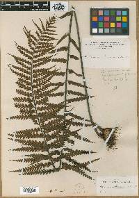 Asplenium horridum image