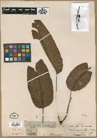 Media resource of Syngramma wallichii