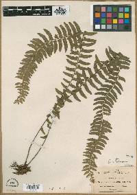 Asplenium hastatum image