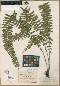 Asplenium hastatum image