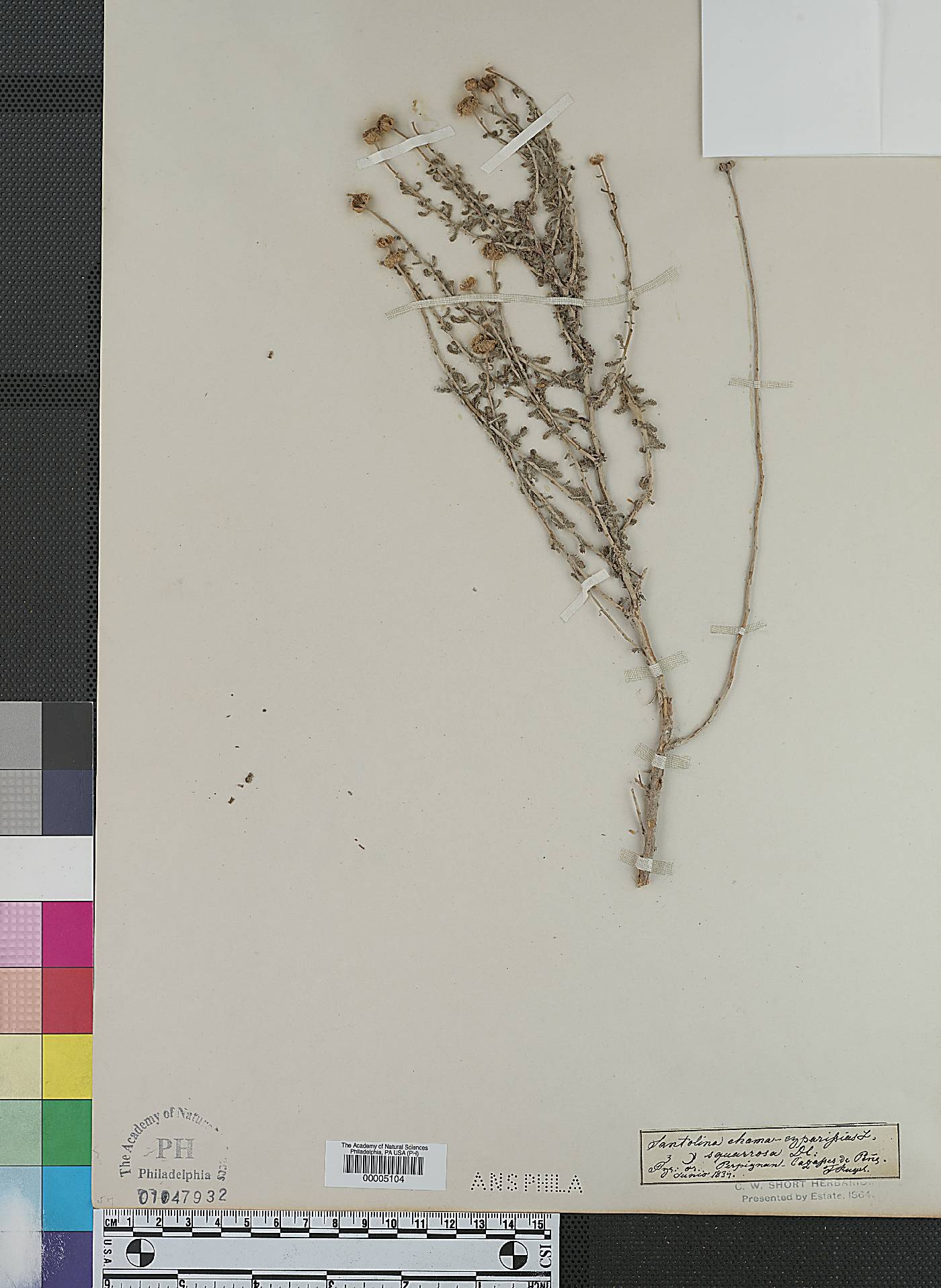 Santolina chamaecyparissus subsp. tomentosa image