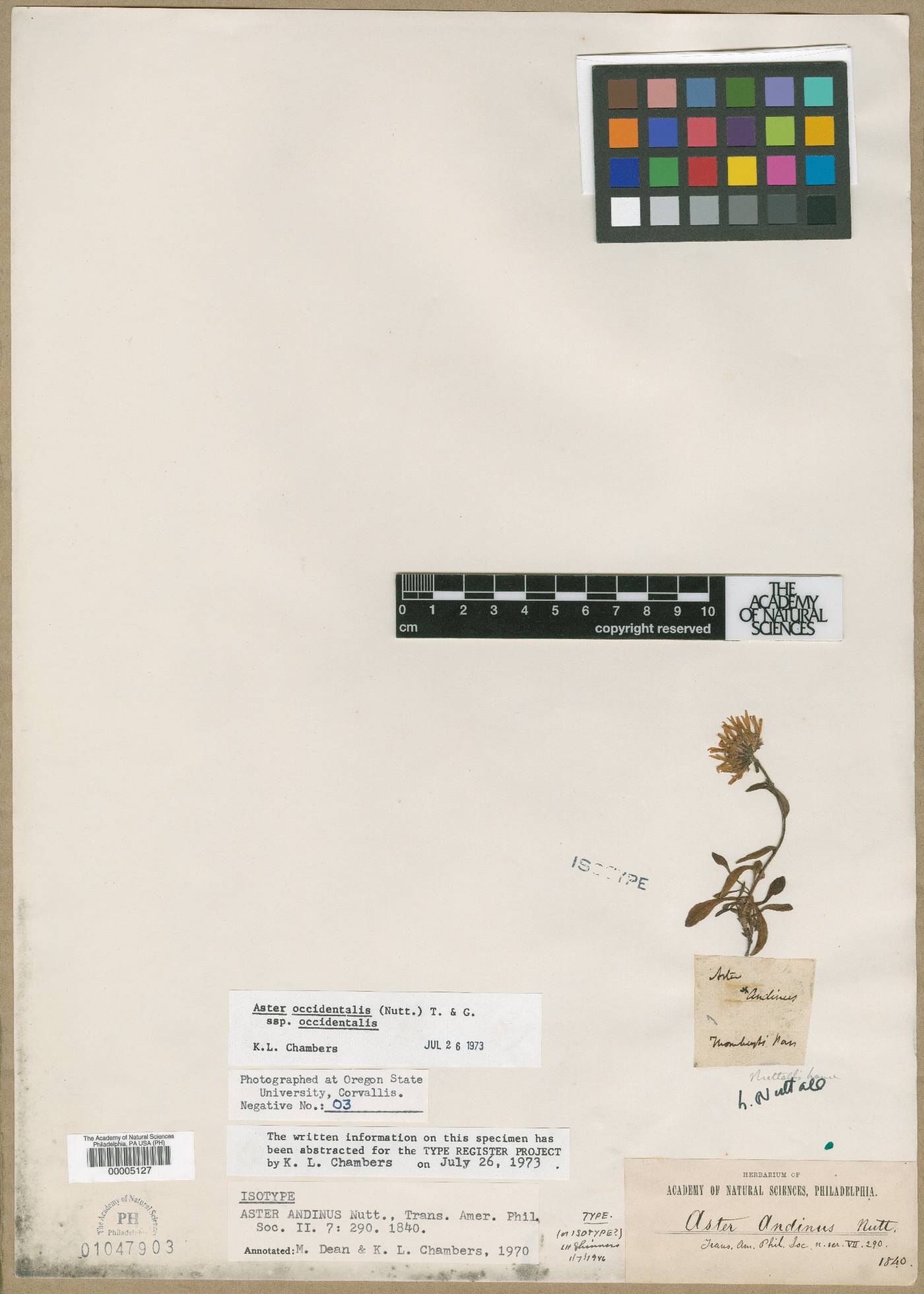 Haplopappus pinnatifidus image