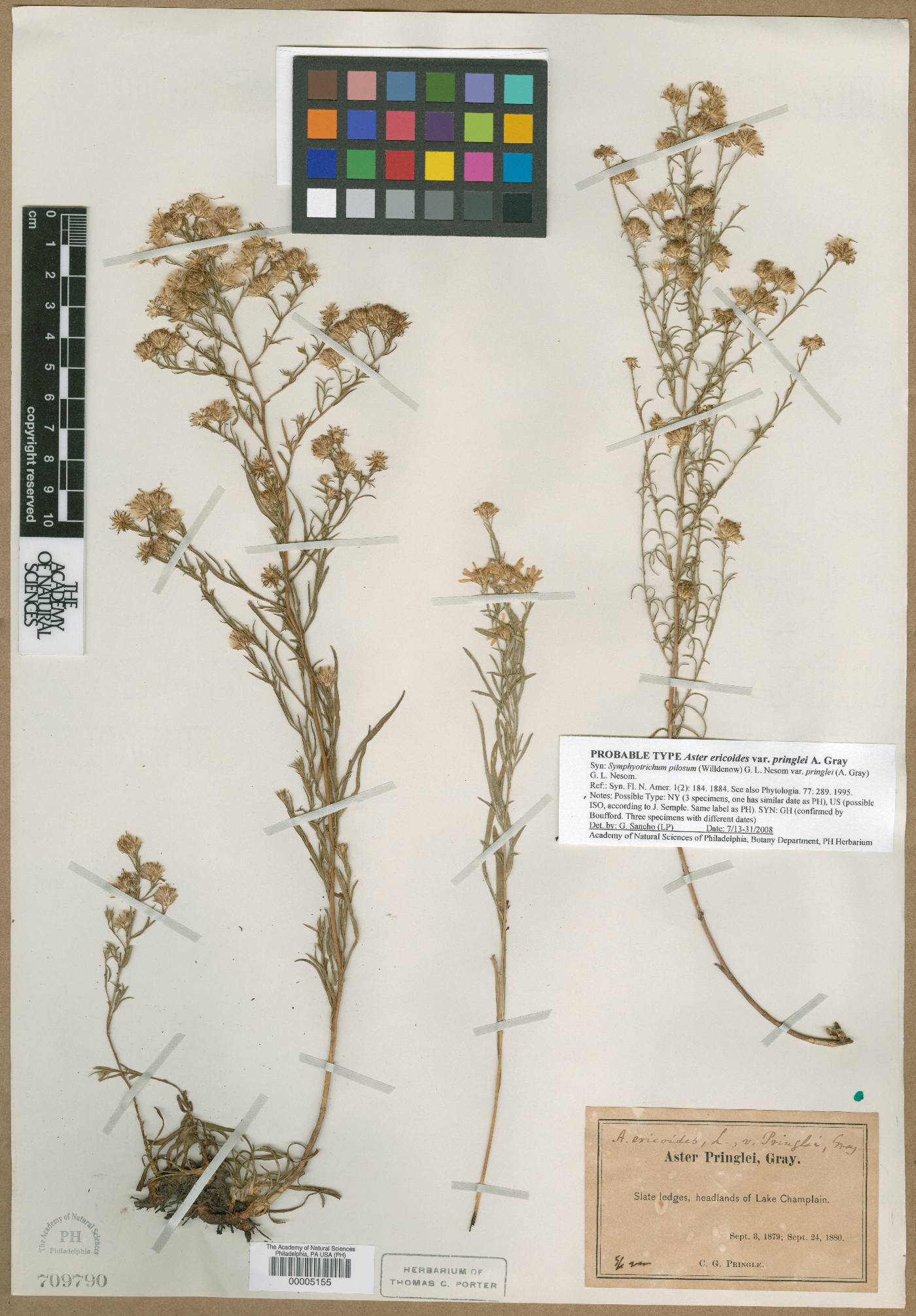 Aster pringlei image