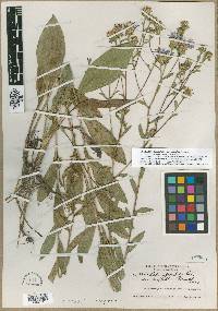 Aster spectabilis var. suffultus image