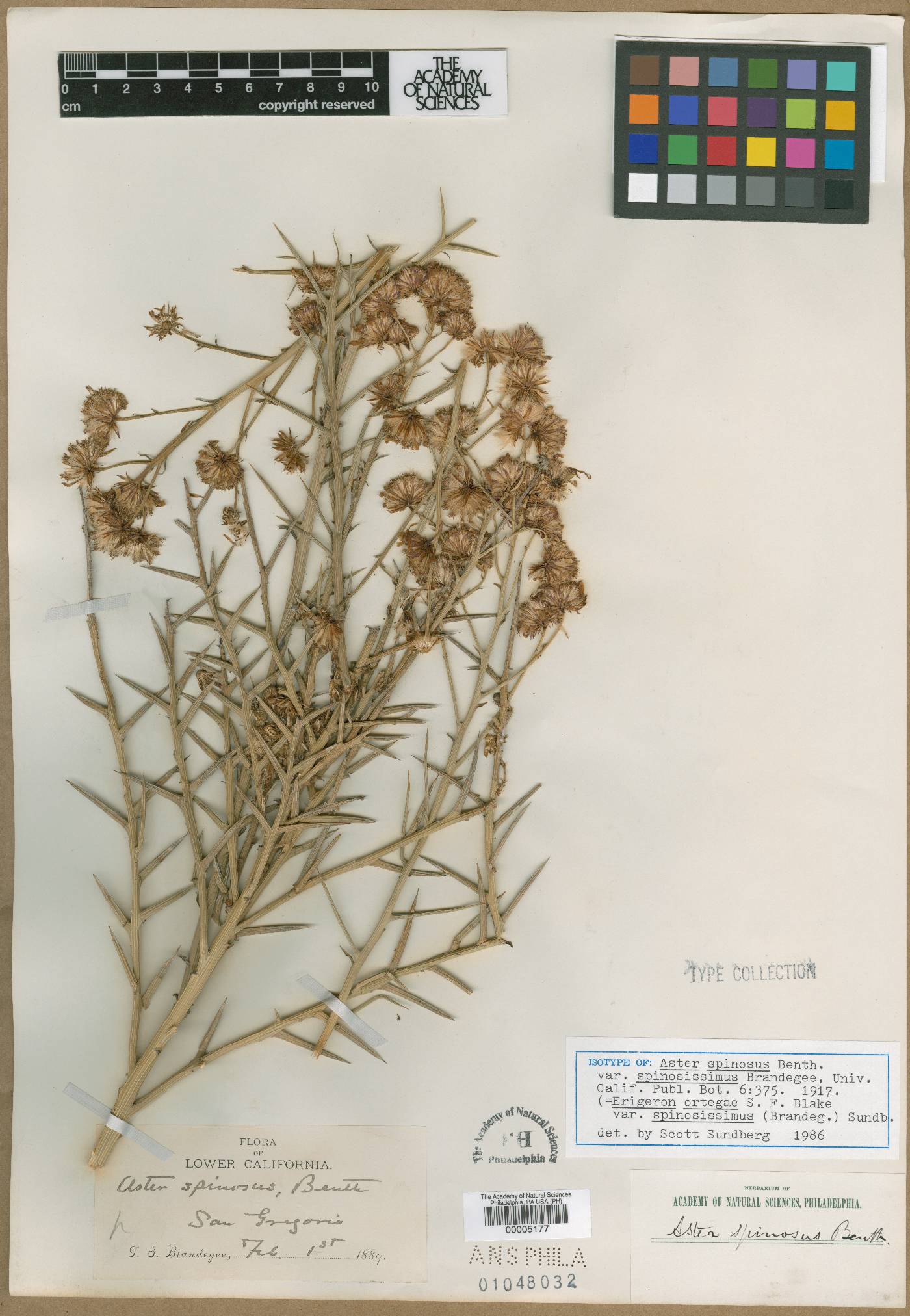Chloracantha spinosissima image