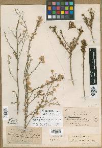 Symphyotrichum graminifolium image