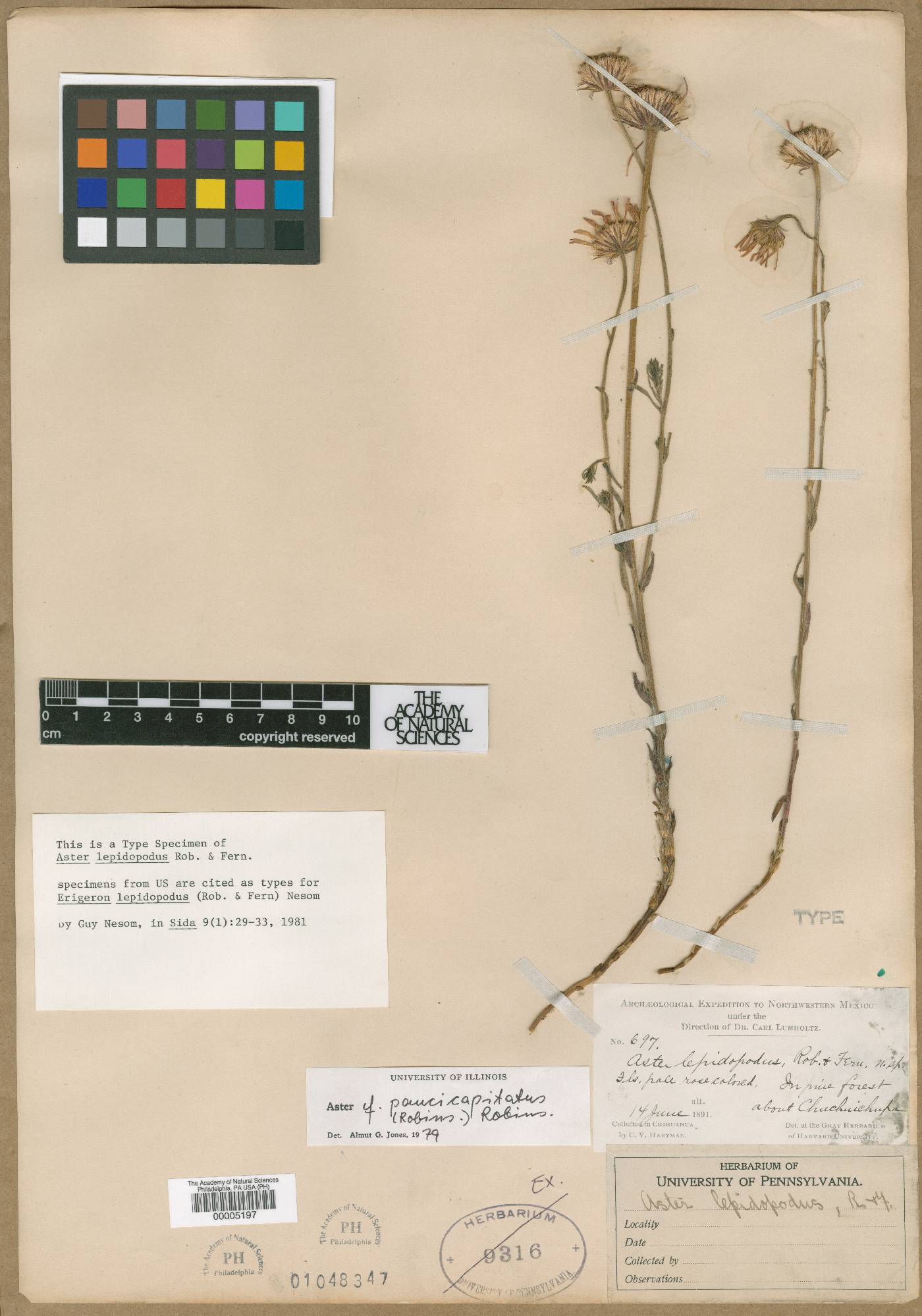 Aster lepidopodus image