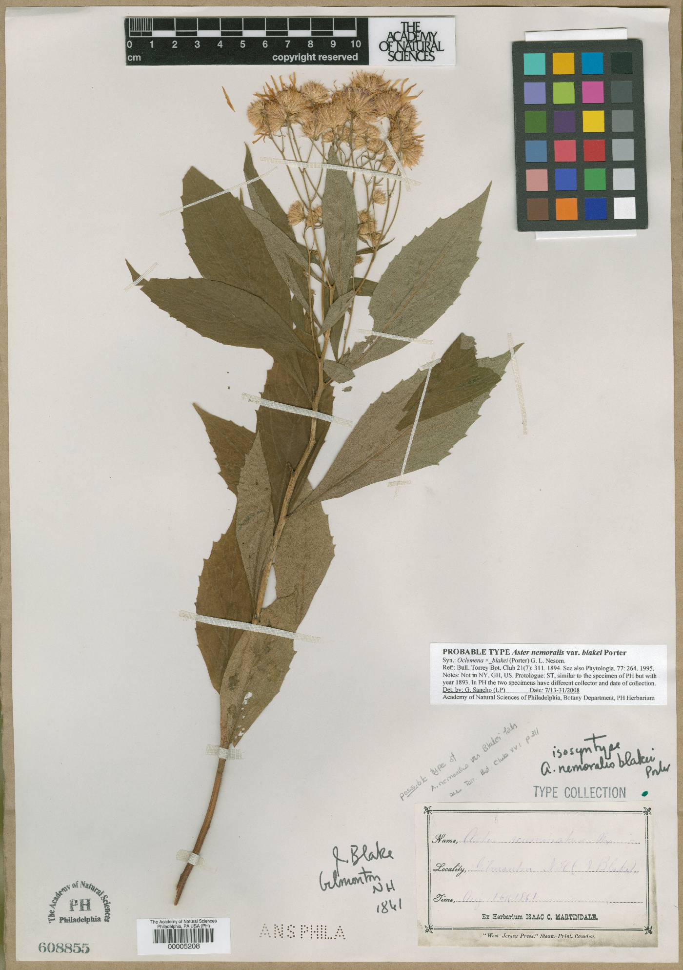 Oclemena ×blakei image