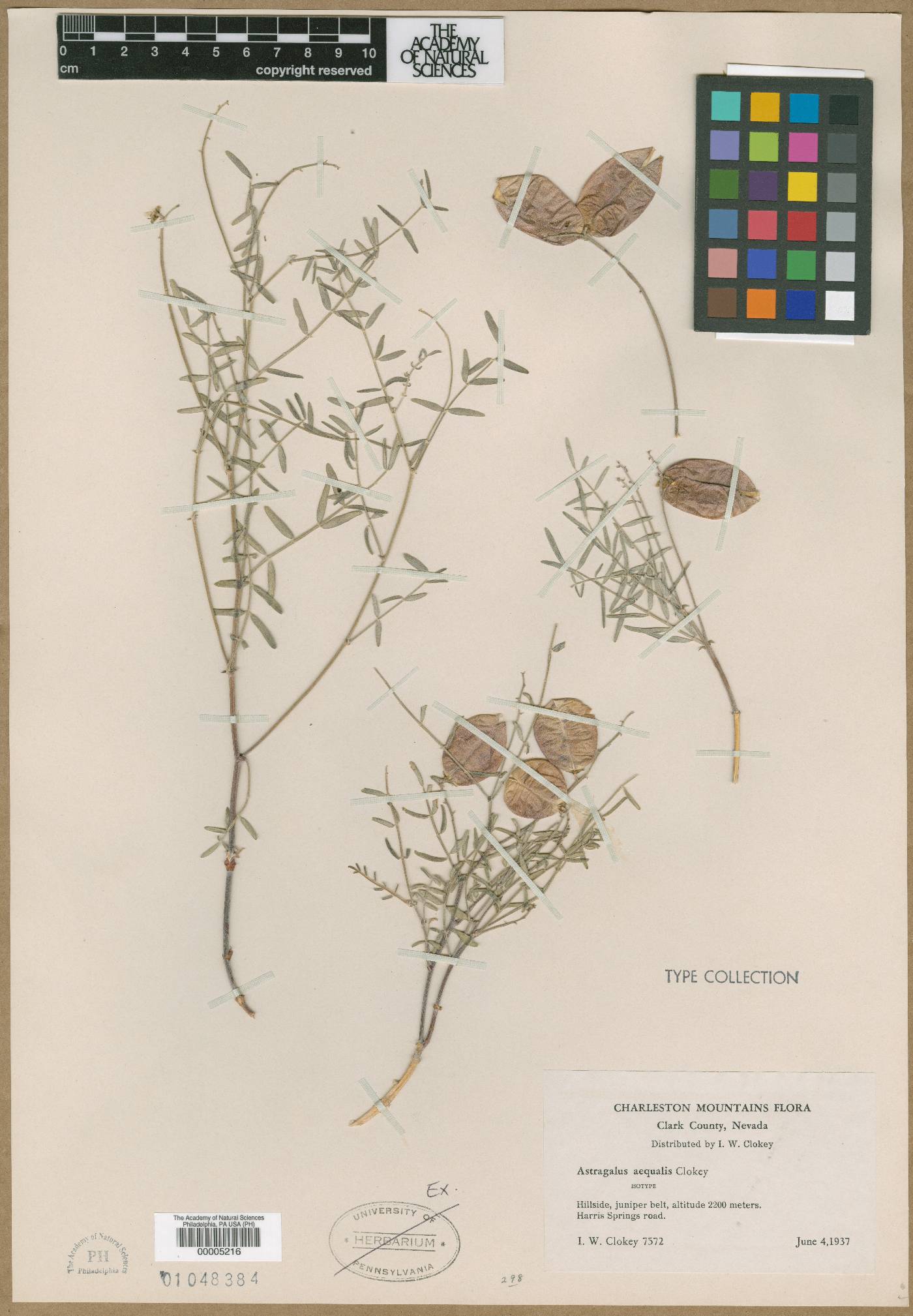 Astragalus aequalis image