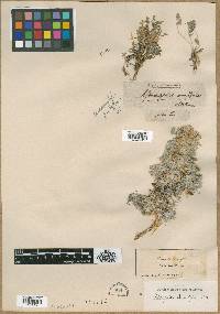 Astragalus ammodytes image