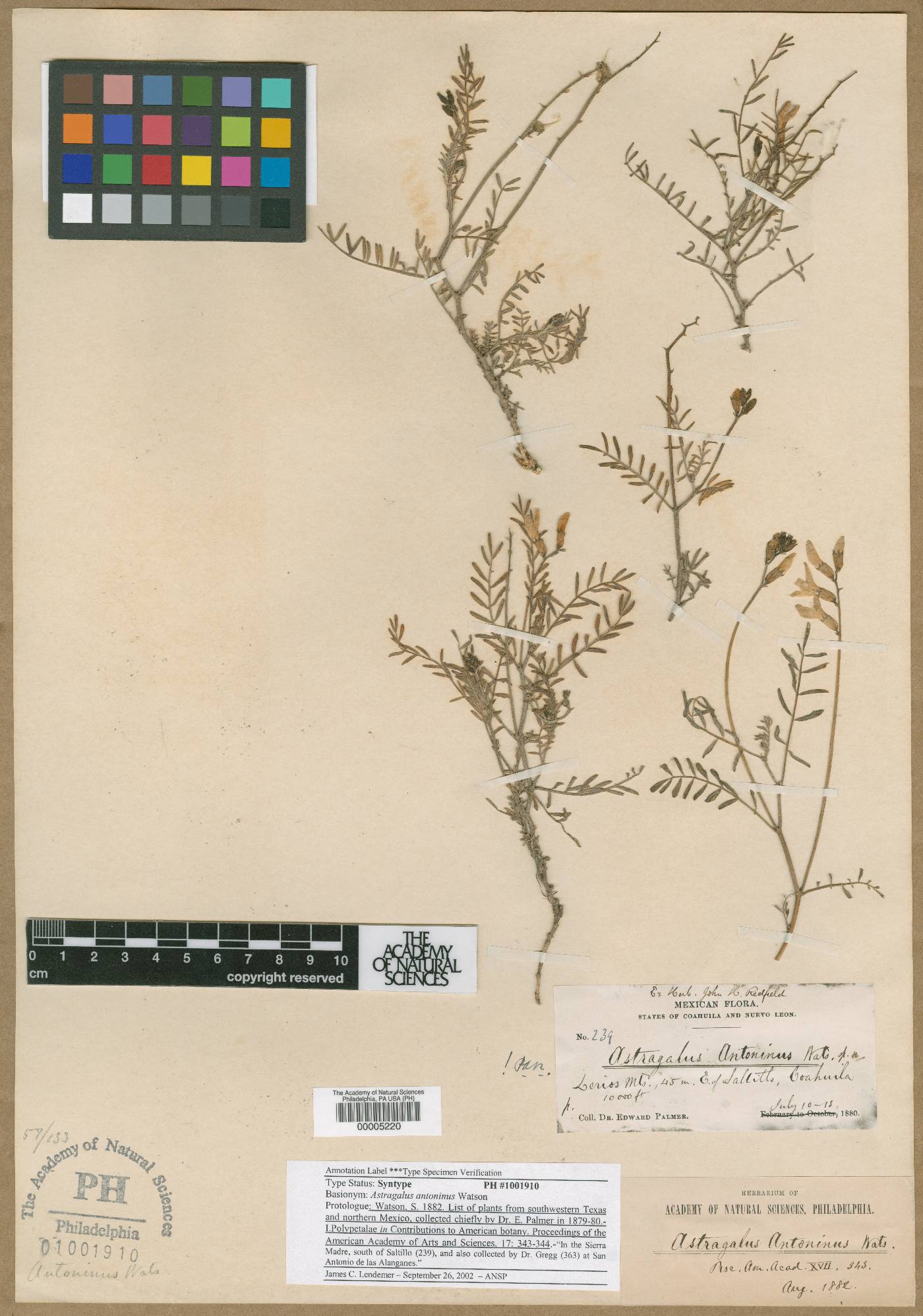 Astragalus antoninus image