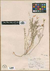 Astragalus arenarius image