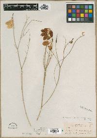 Astragalus cusickii image