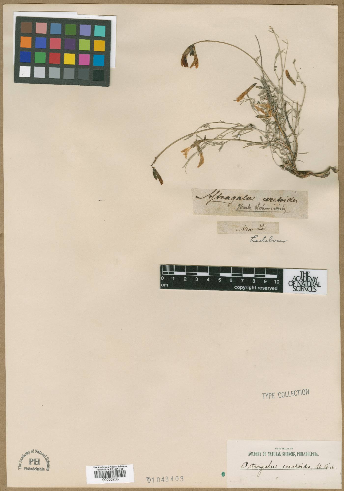 Astragalus ceratoides image