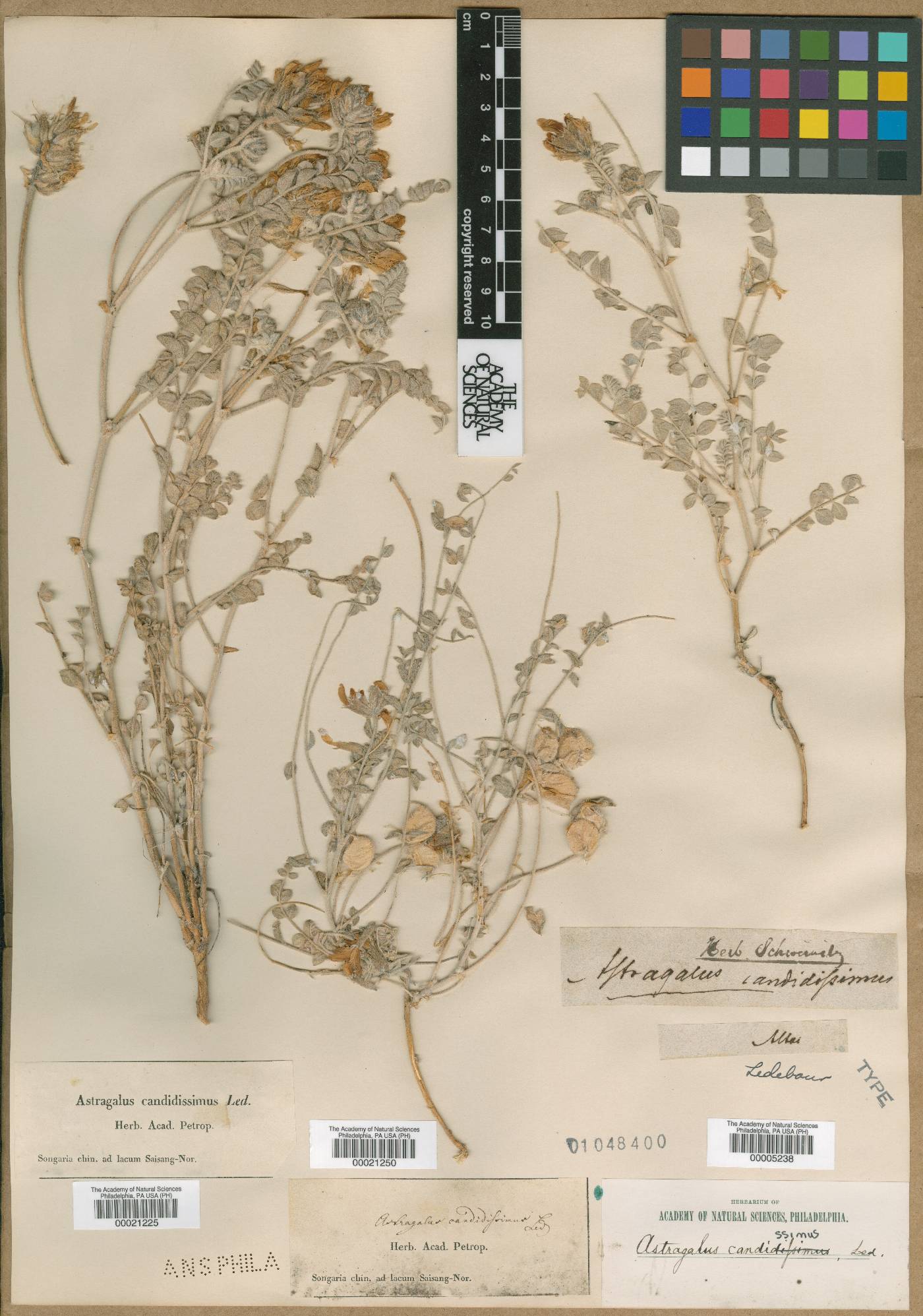 Astragalus candidissimus image