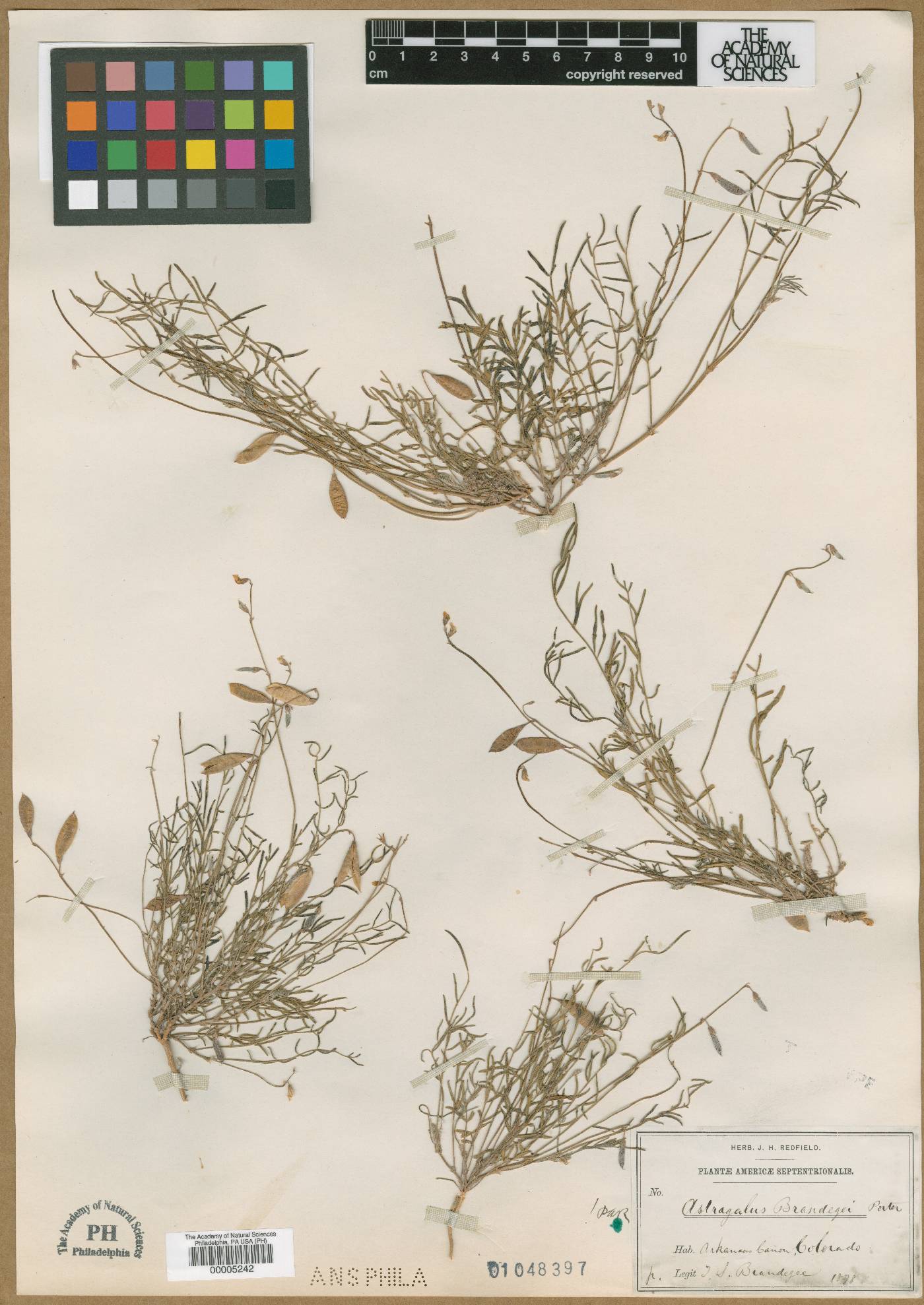 Astragalus brandegei image