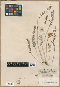 Image of Astragalus brachycarpus