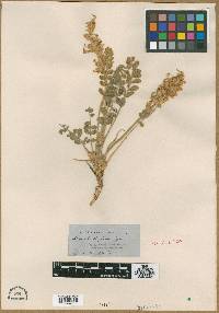Astragalus mollissimus var. bigelovii image