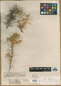 Astragalus arnacantha image