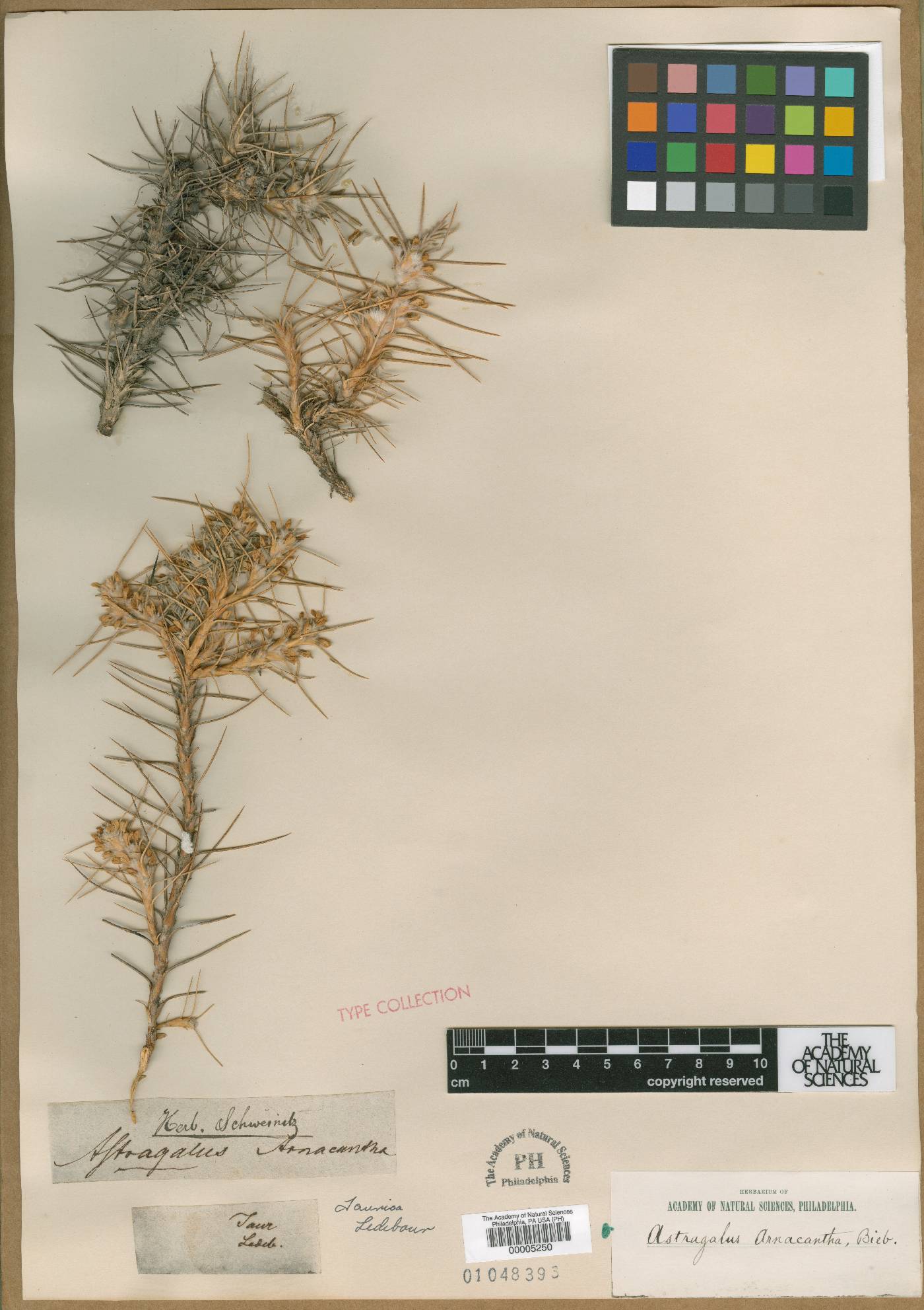 Astragalus arnacantha image
