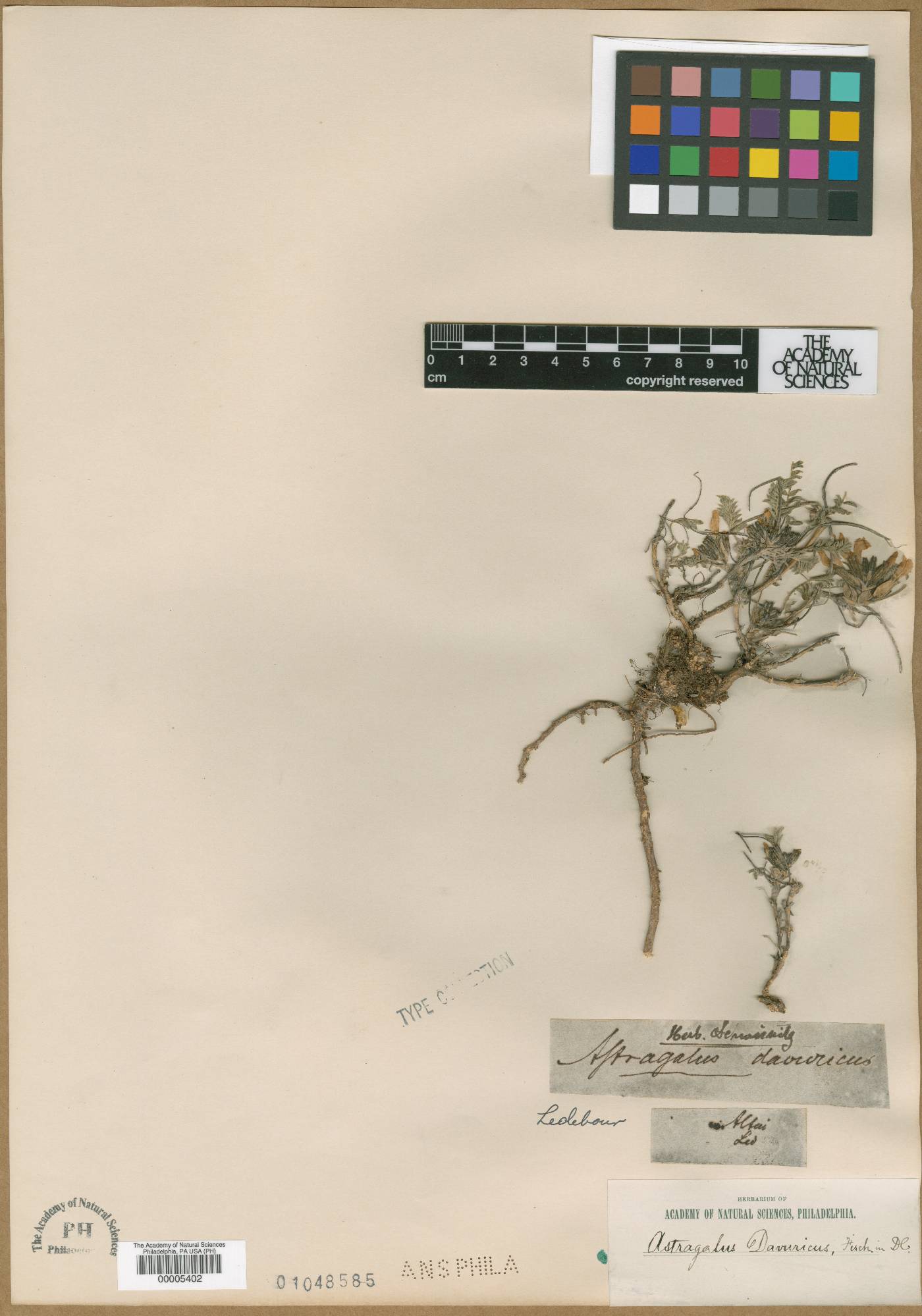 Astragalus stevenianus image