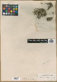 Image of Astragalus angulosus