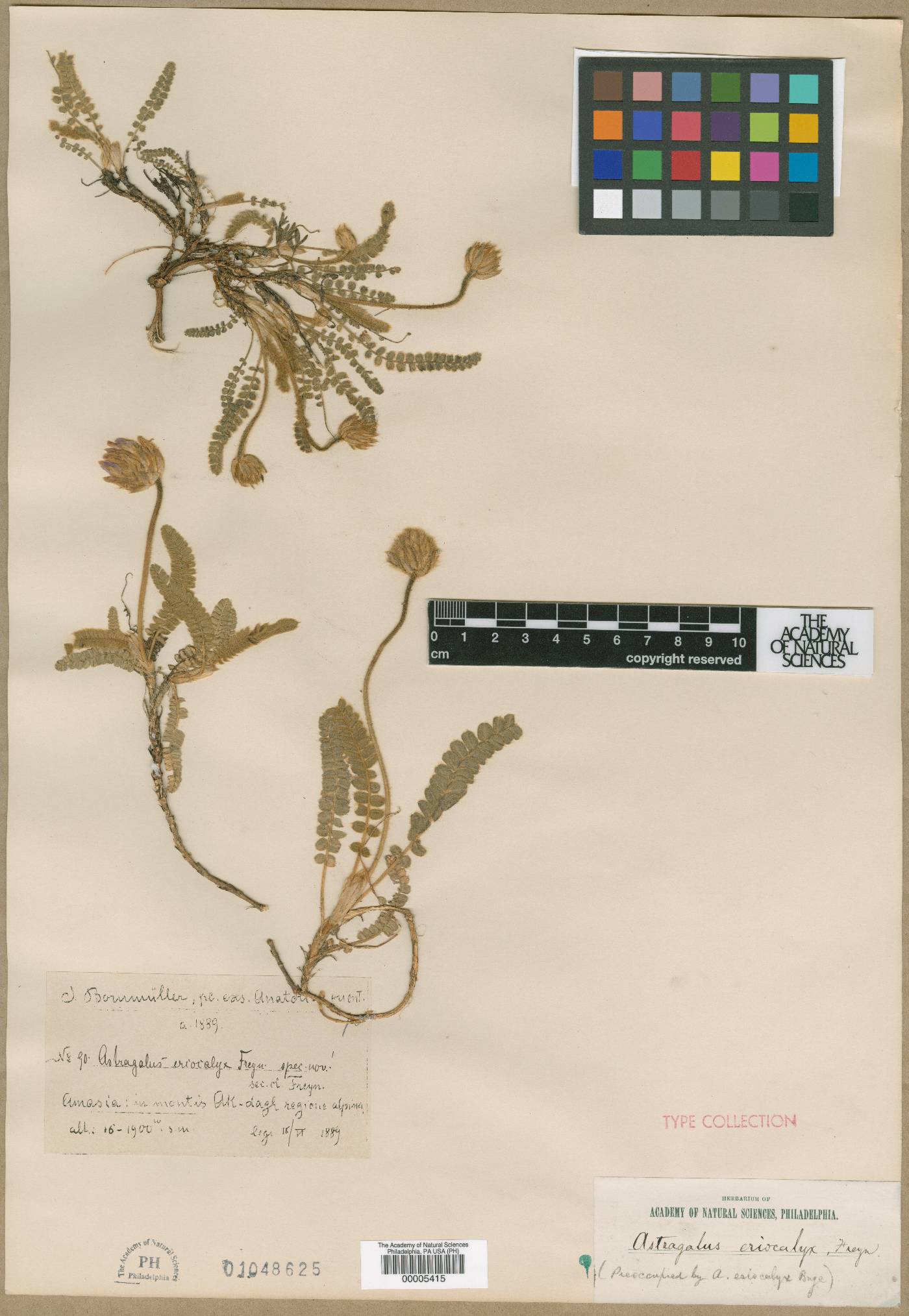 Astragalus eriocalyx image