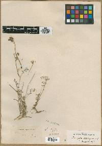 Astragalus aduncus image