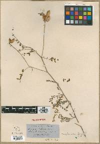Astragalus fendleri image
