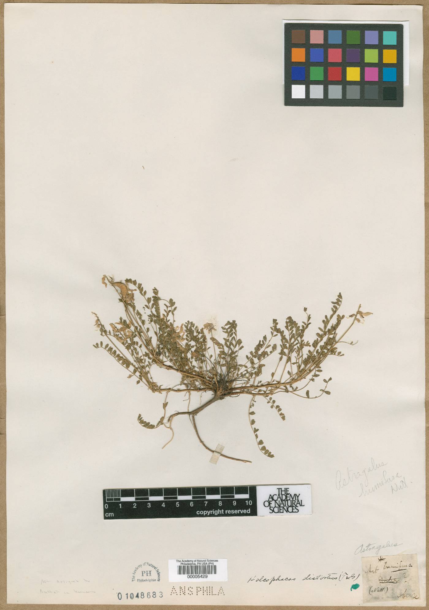 Astragalus humifusus image