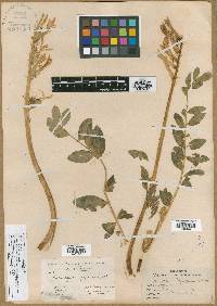 Astragalus hartmanii image