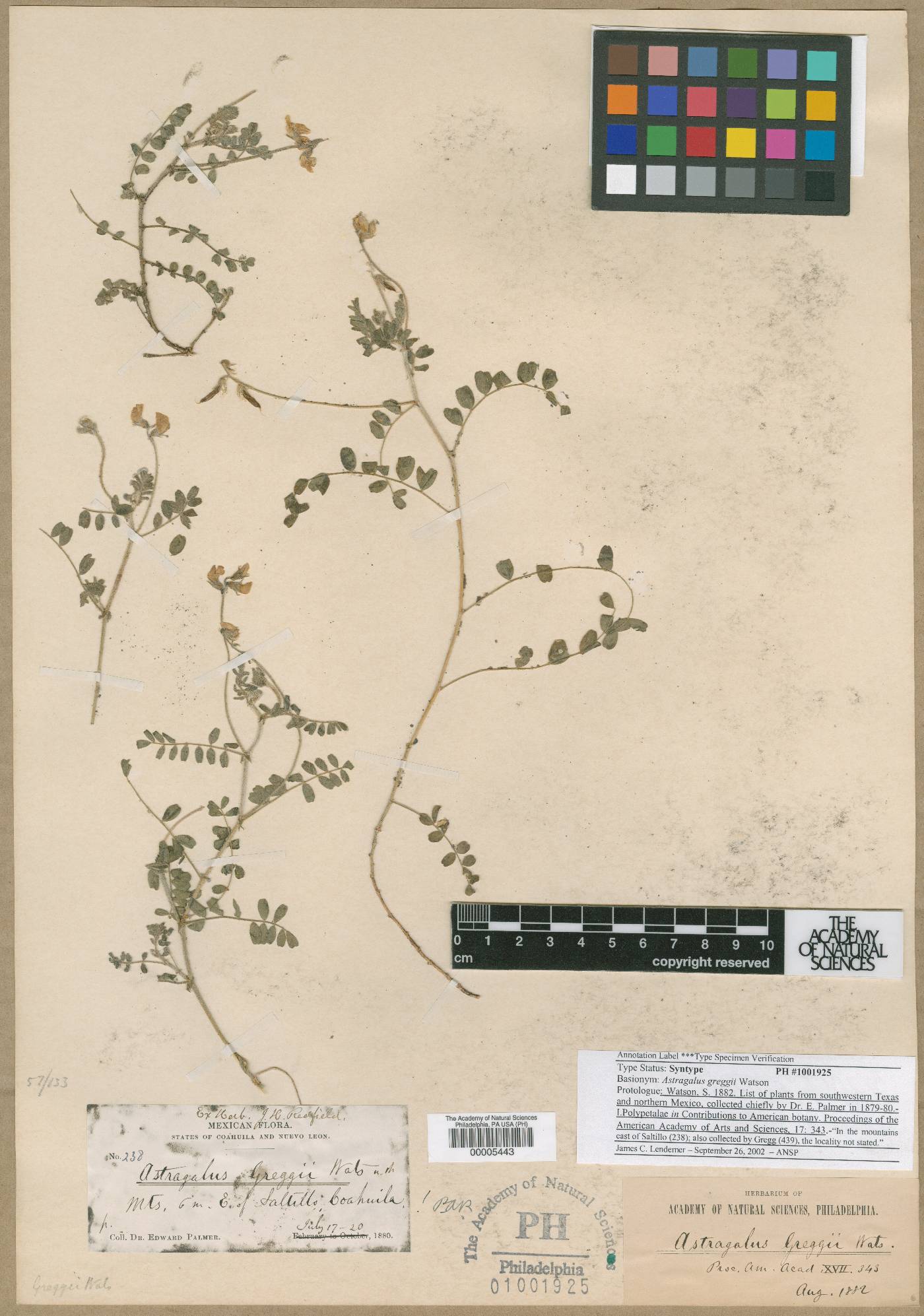 Astragalus greggii image