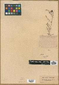 Astragalus gracilentus image