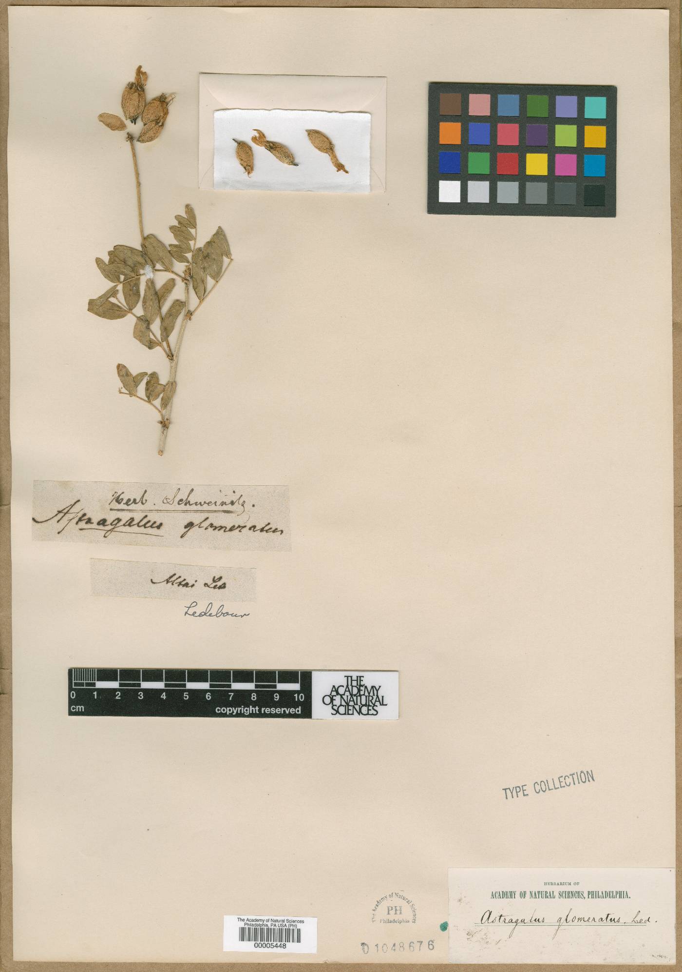 Astragalus glomeratus image