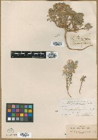 Astragalus macropterus image