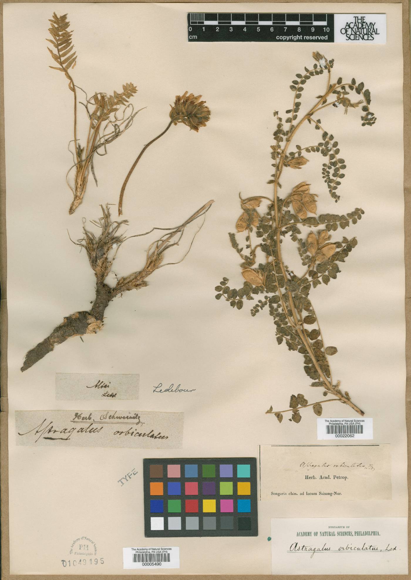 Astragalus orbiculatus image