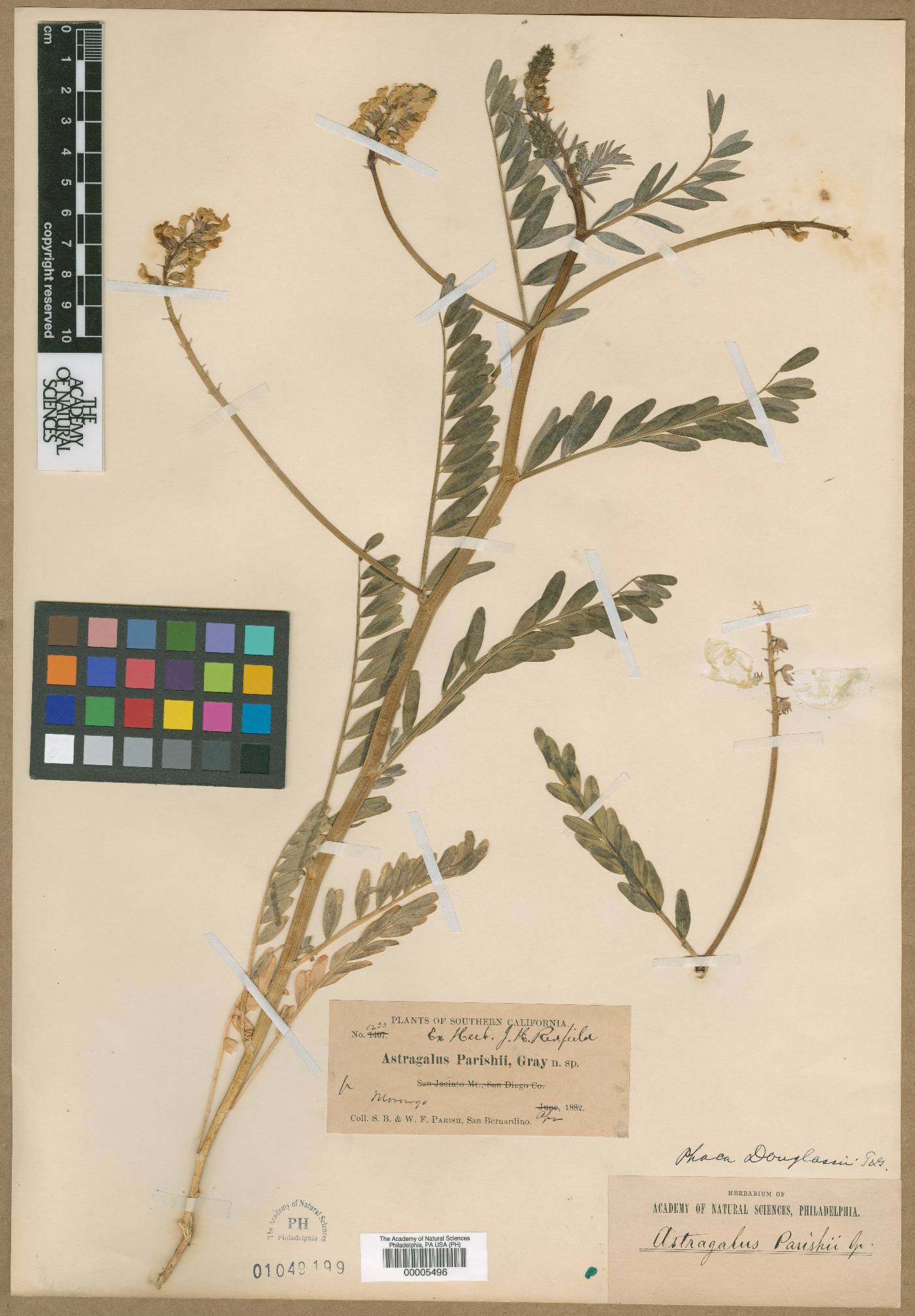Astragalus douglasii var. parishii image