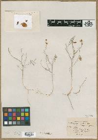 Astragalus pictus var. magnus image