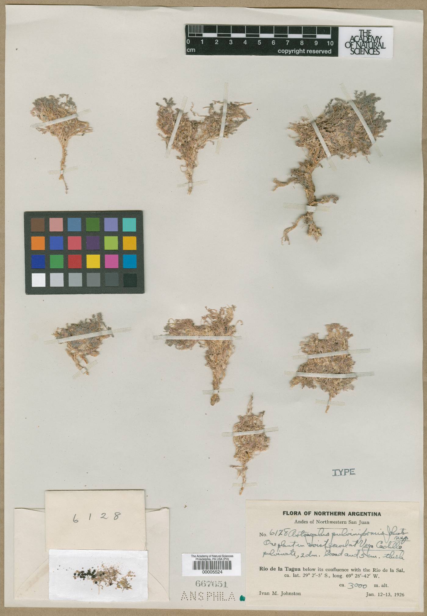 Astragalus pulviniformis image