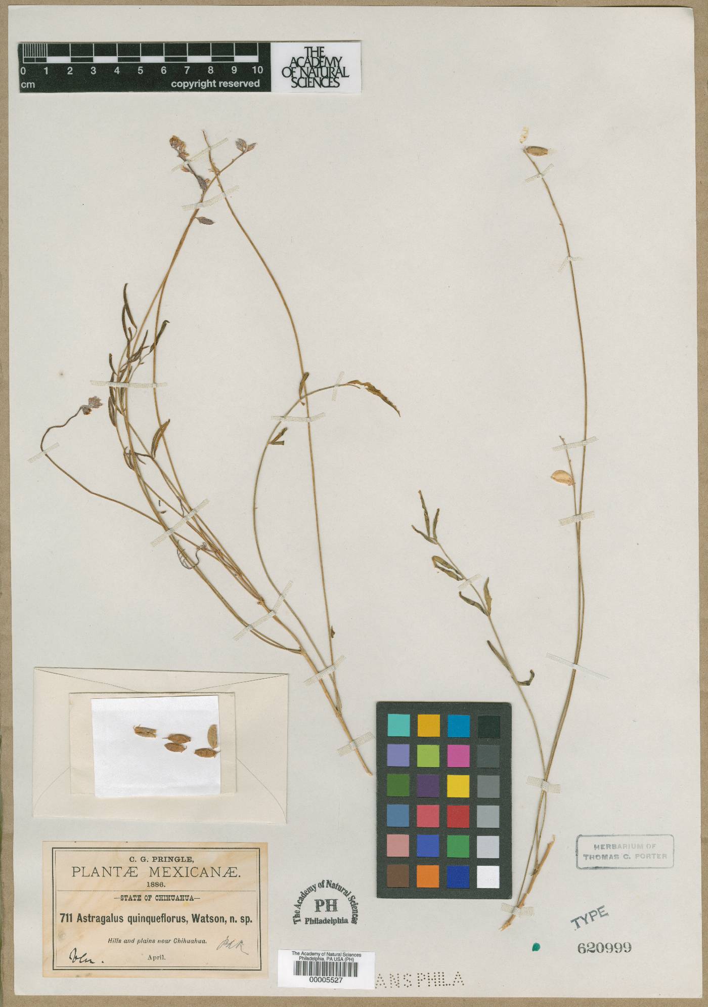 Astragalus quinqueflorus image